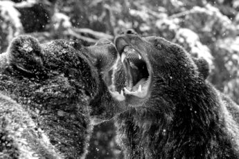 Close-up two angry brown bear fight in winter forest. Danger animal in nature habitat. Big mammal. Wildlife scene