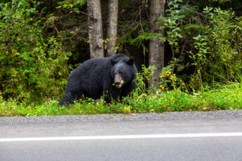 Black Bear Traveling
